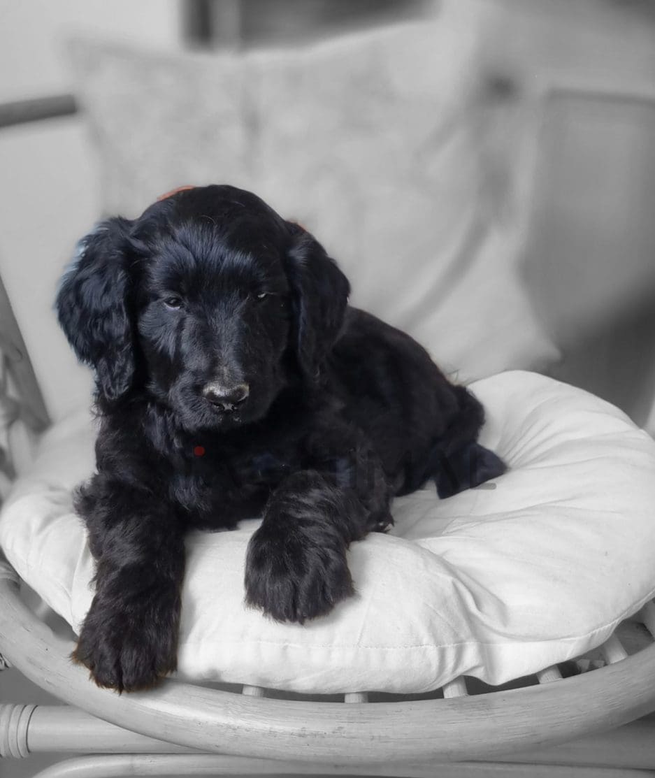 Goldendoodle puppy for sale, dog for sale at Tagnimal