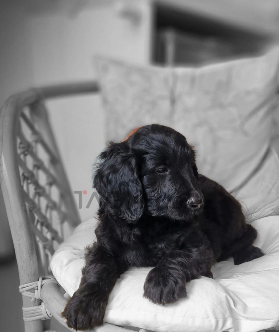 Goldendoodle puppy for sale, dog for sale at Tagnimal