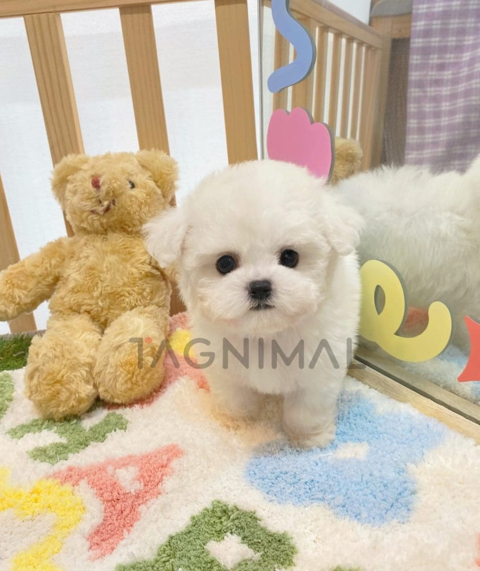 Bichon puppy for sale, dog for sale at Tagnimal