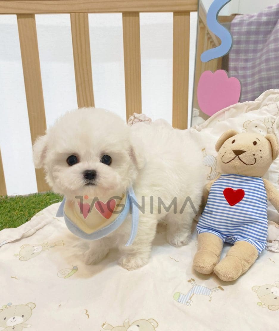 Bichon puppy for sale, dog for sale at Tagnimal