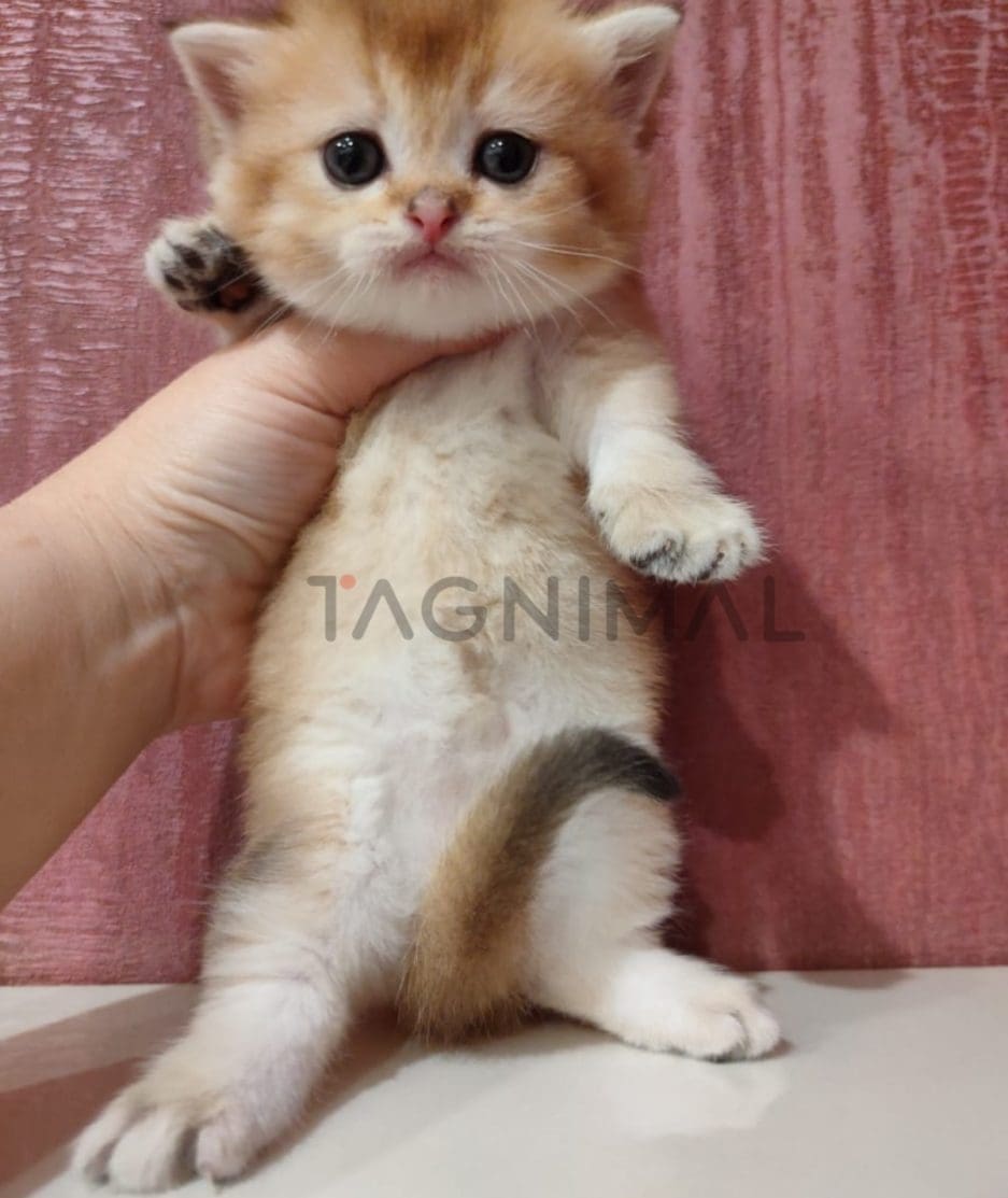 Munchkin kitten for sale, cat for sale at Tagnimal