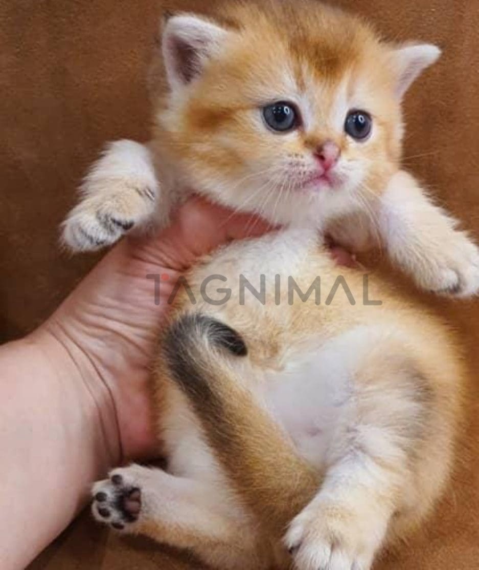 Munchkin kitten for sale, cat for sale at Tagnimal