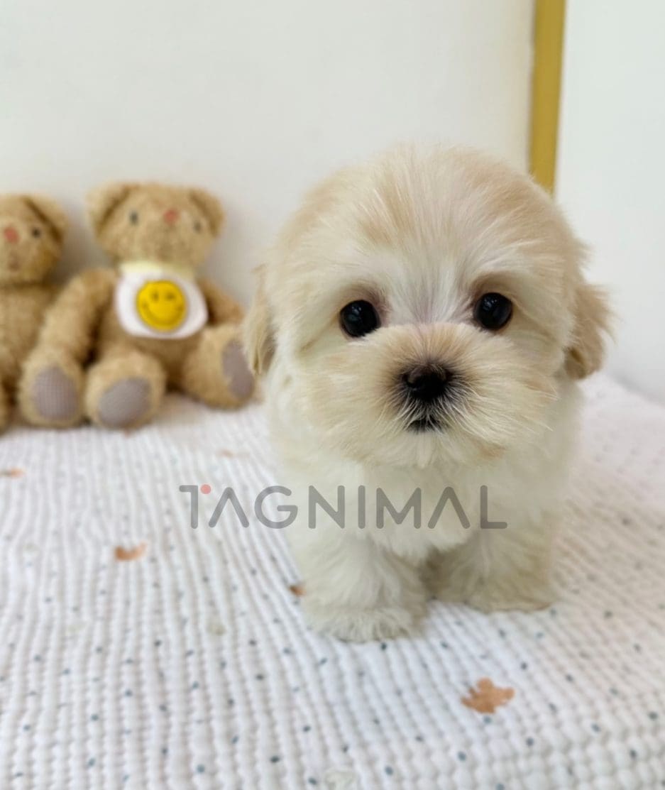 Maltipoo puppy for sale, dog for sale at Tagnimal