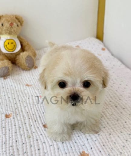 Maltipoo puppy for sale, dog for sale at Tagnimal