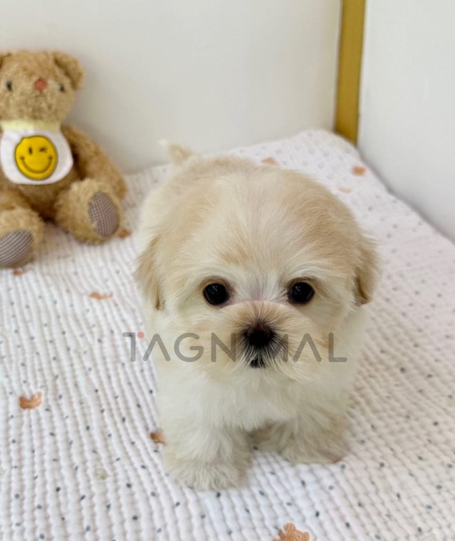 Maltipoo puppy for sale, dog for sale at Tagnimal