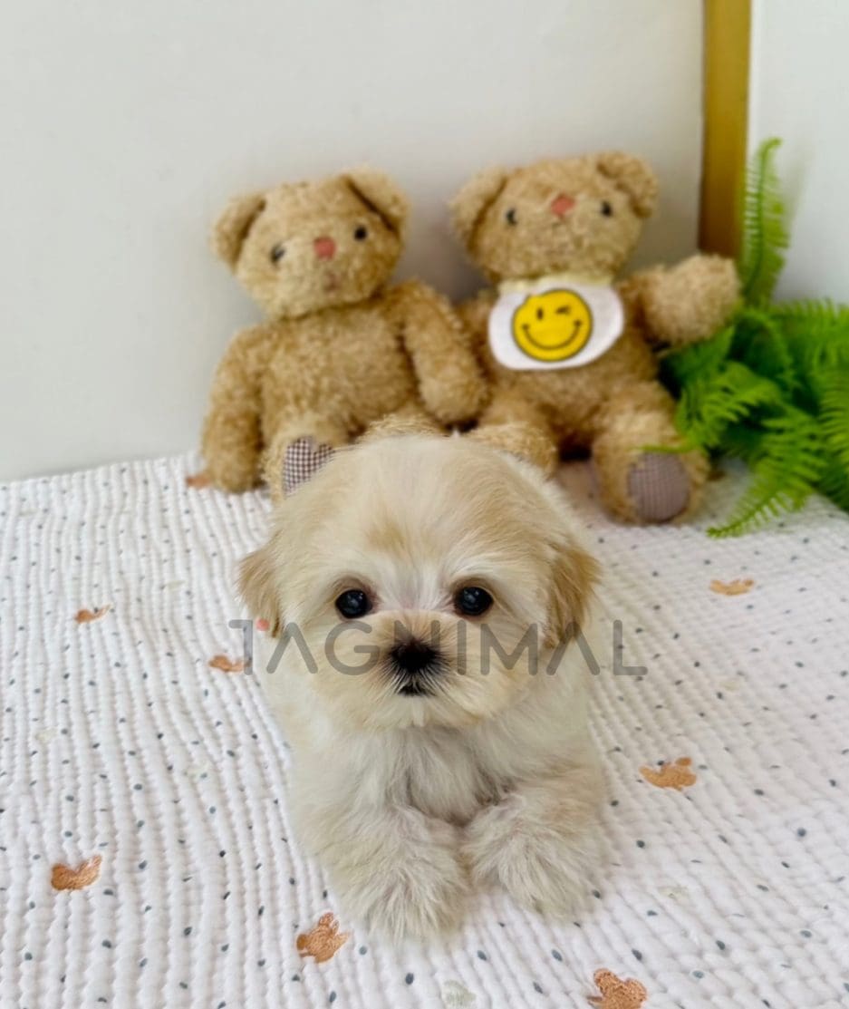 Maltipoo puppy for sale, dog for sale at Tagnimal