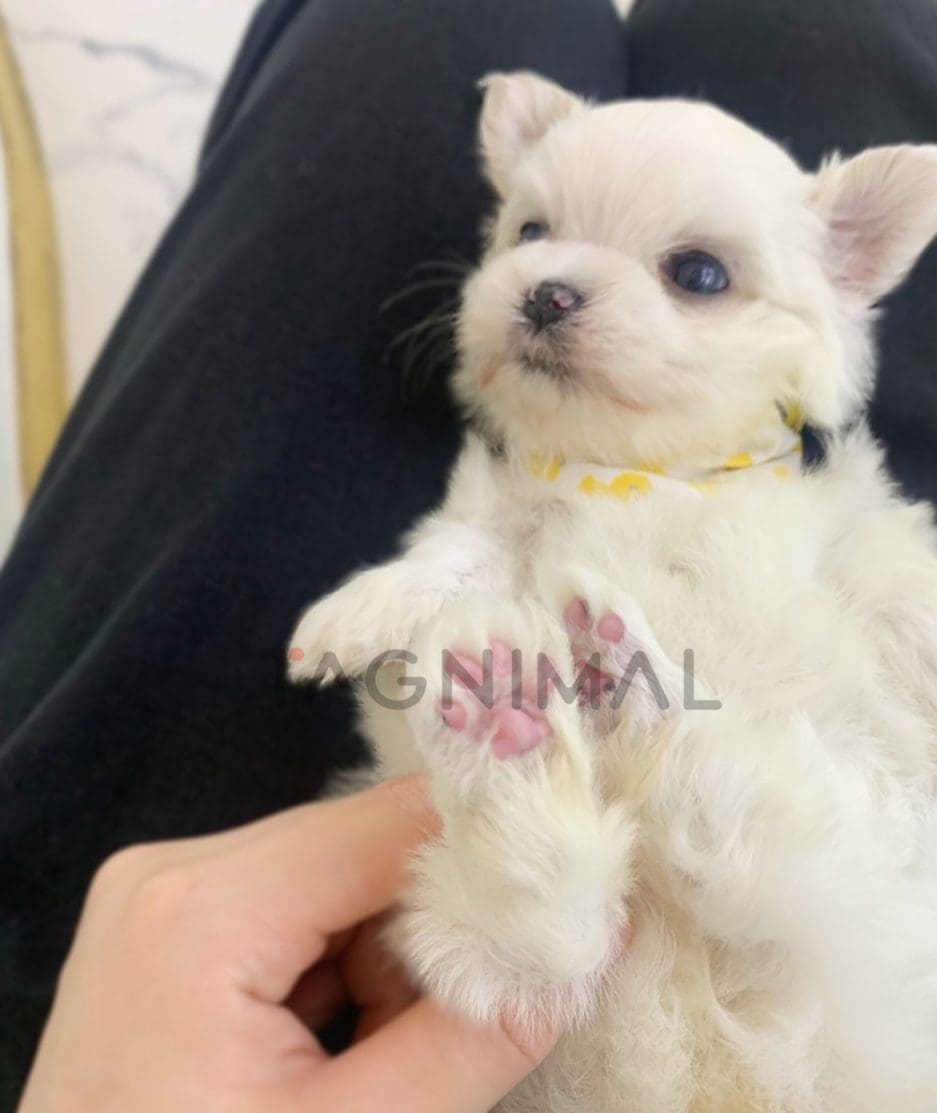 Maltese puppy for sale, dog for sale at Tagnimal