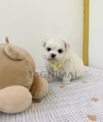 Maltese puppy for sale, dog for sale at Tagnimal