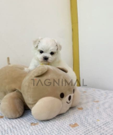 Maltese puppy for sale, dog for sale at Tagnimal