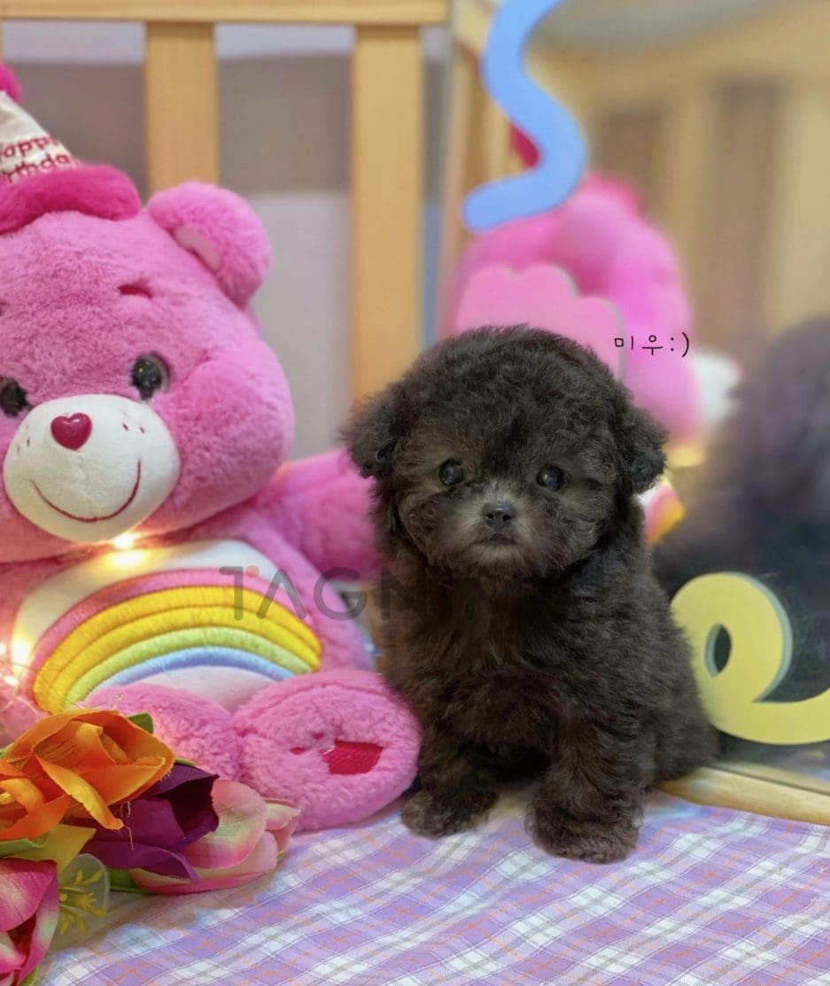 Poodle puppy for sale, dog for sale at Tagnimal