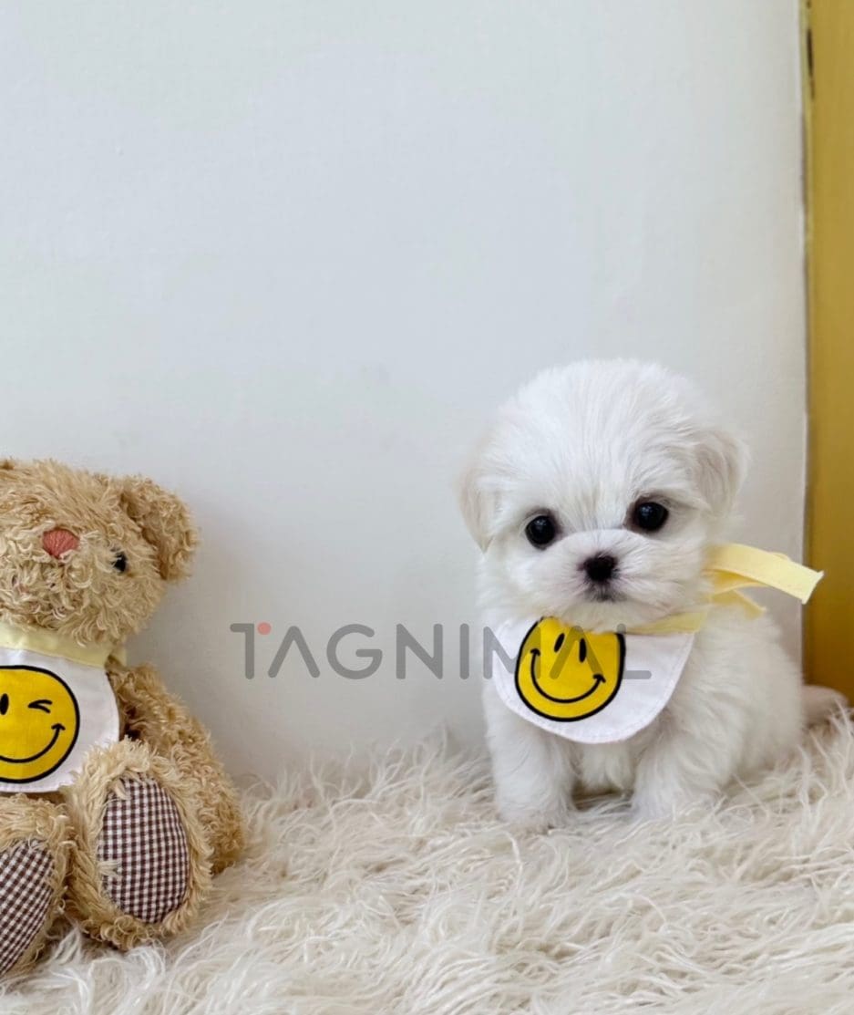 Maltese puppy for sale, dog for sale at Tagnimal