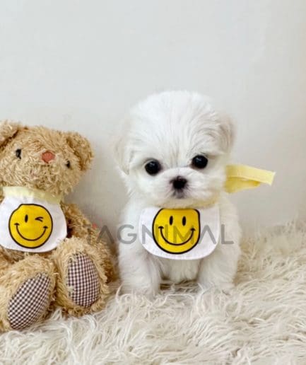 Maltese puppy for sale, dog for sale at Tagnimal