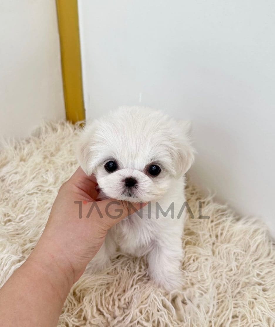 Maltese puppy for sale, dog for sale at Tagnimal