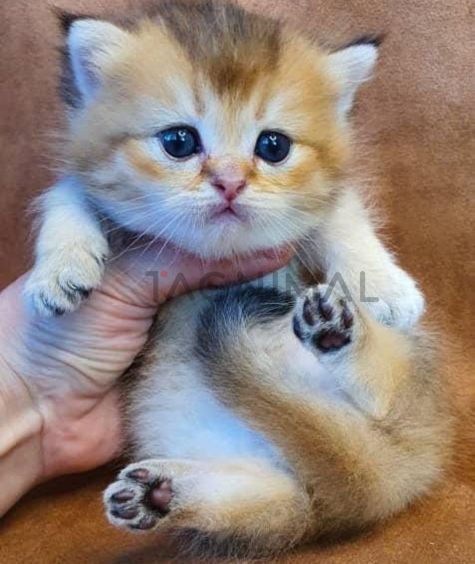 Munchkin kitten for sale, cat for sale at Tagnimal