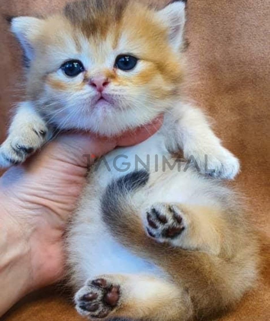 Munchkin kitten for sale, cat for sale at Tagnimal