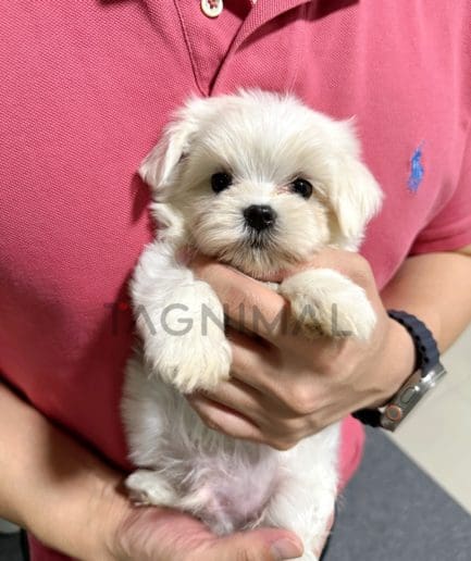 Maltipoo puppy for sale, dog for sale at Tagnimal