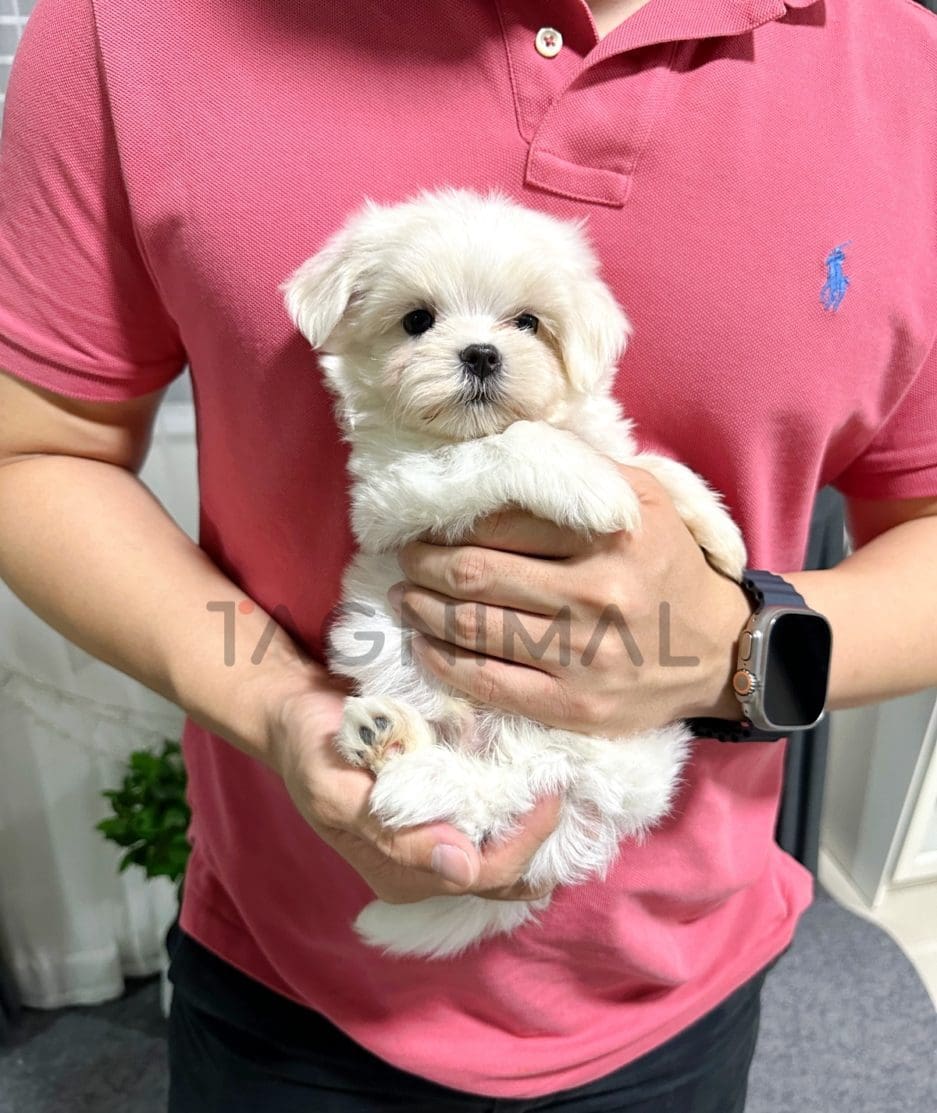 Maltipoo puppy for sale, dog for sale at Tagnimal