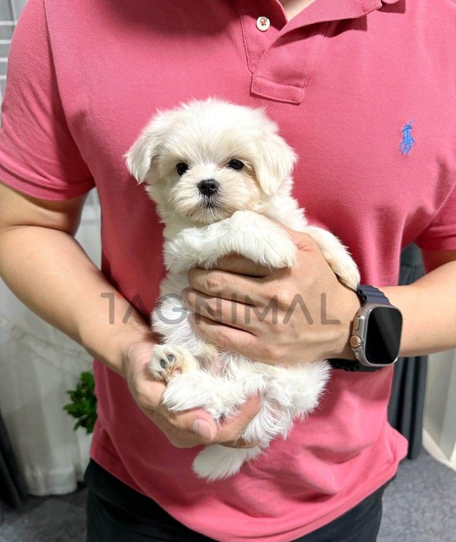 Maltipoo puppy for sale, dog for sale at Tagnimal