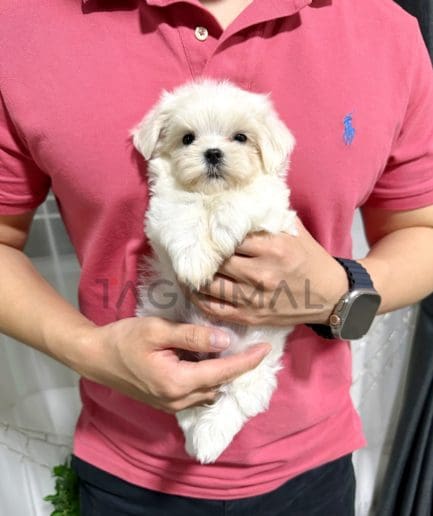 Maltipoo puppy for sale, dog for sale at Tagnimal