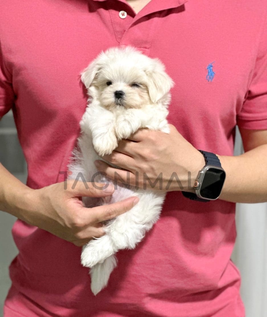 Maltipoo puppy for sale, dog for sale at Tagnimal