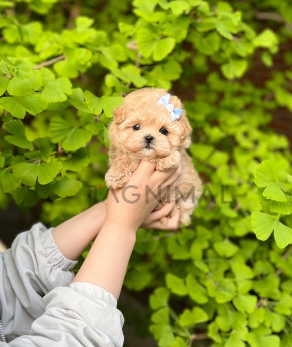 Maltipoo puppy for sale, dog for sale at Tagnimal