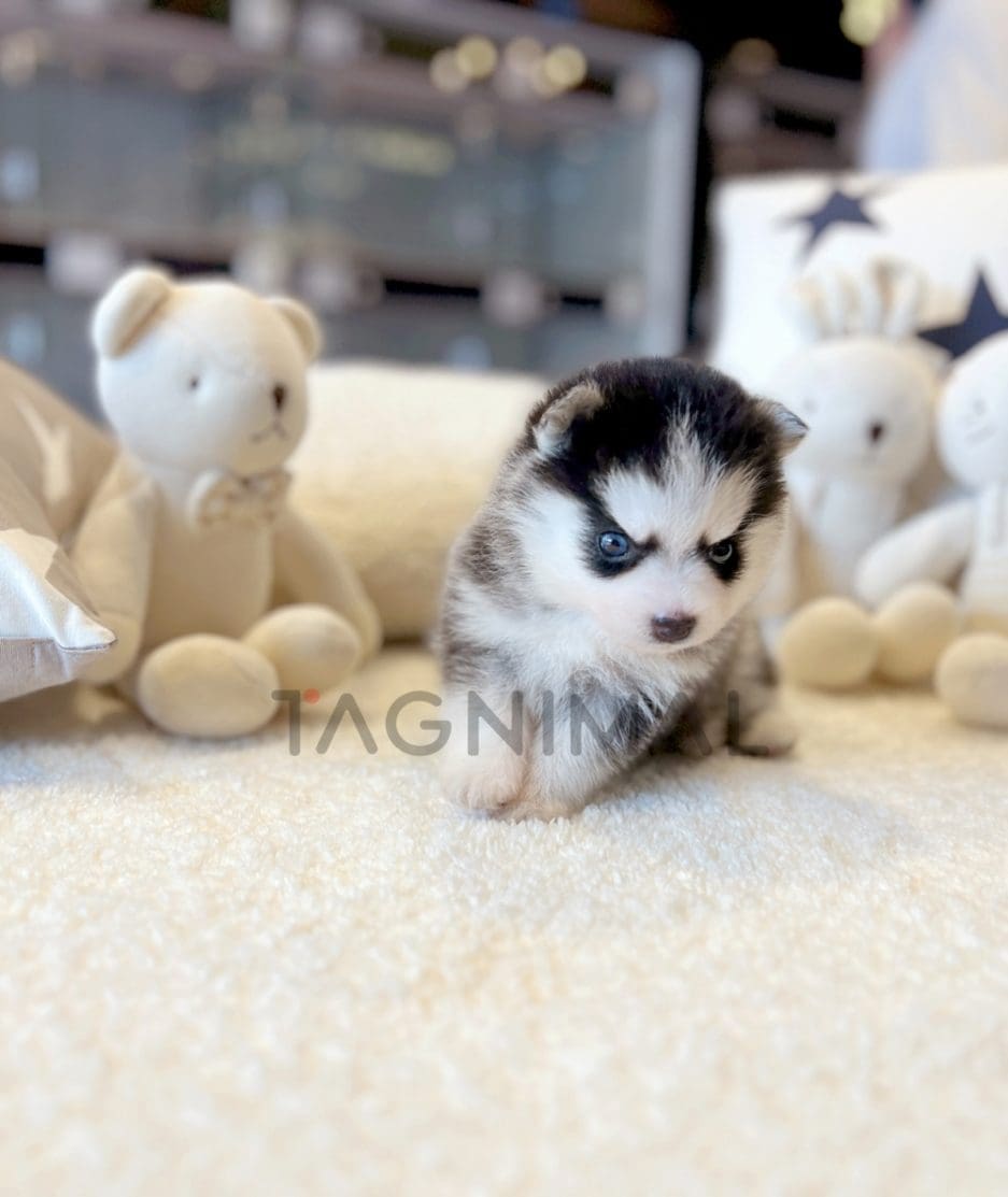 Pomsky puppy for sale, dog for sale at Tagnimal