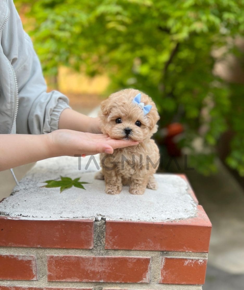 Maltipoo puppy for sale, dog for sale at Tagnimal