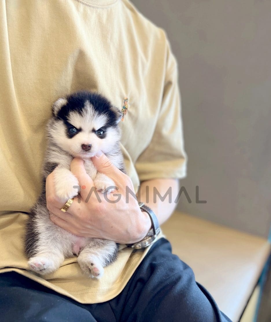 Pomsky puppy for sale, dog for sale at Tagnimal