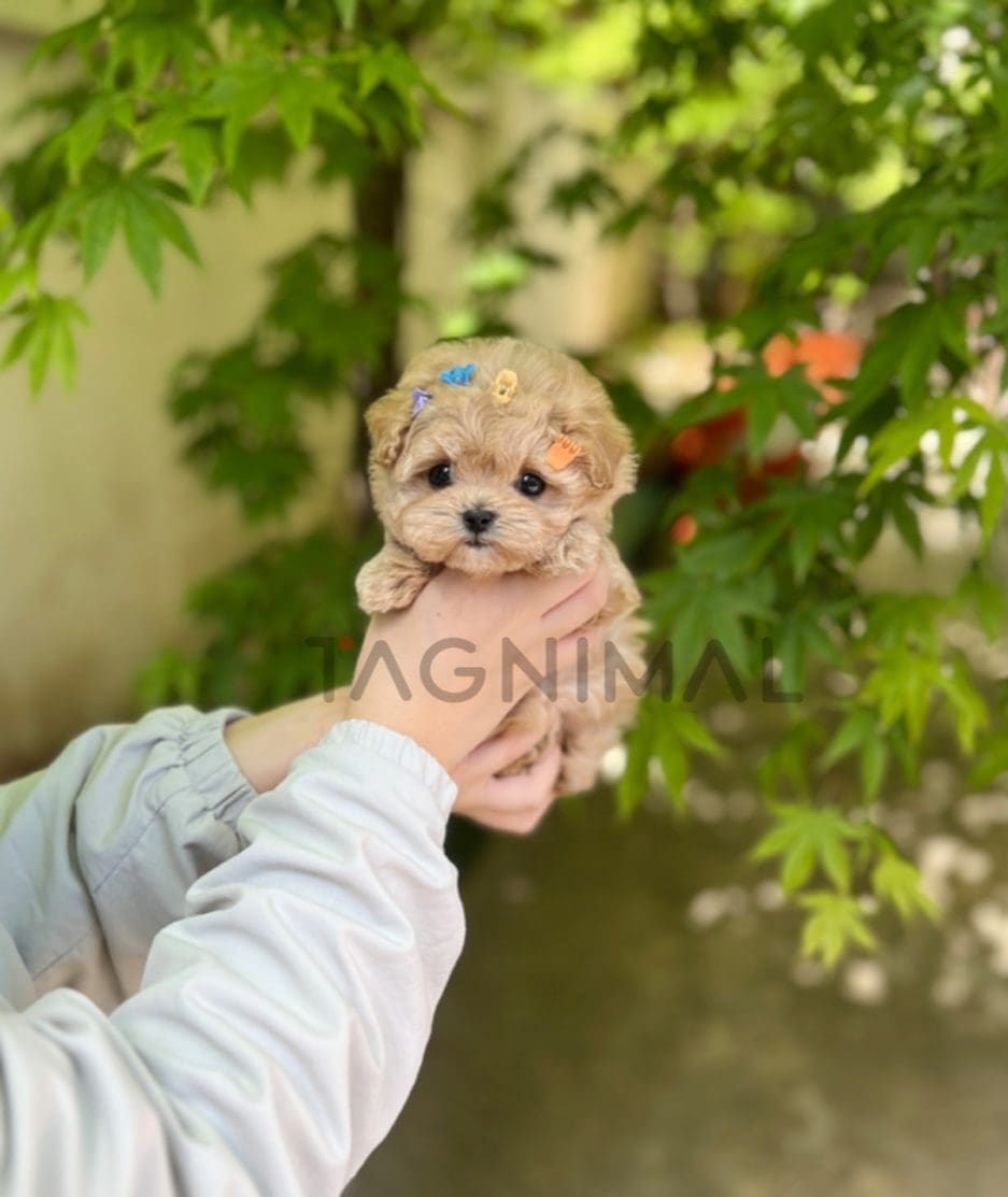 Maltipoo puppy for sale, dog for sale at Tagnimal