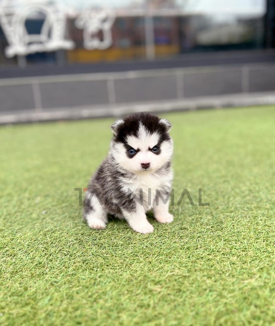 Pomsky puppy for sale, dog for sale at Tagnimal