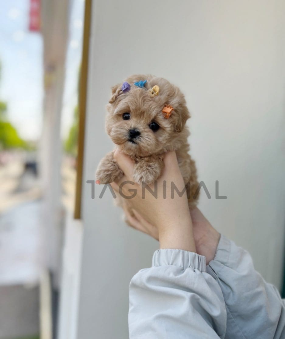 Maltipoo puppy for sale, dog for sale at Tagnimal