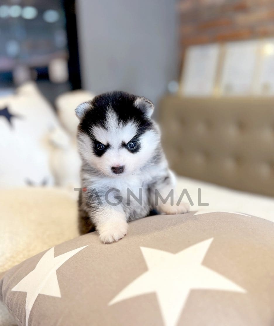 Pomsky puppy for sale, dog for sale at Tagnimal