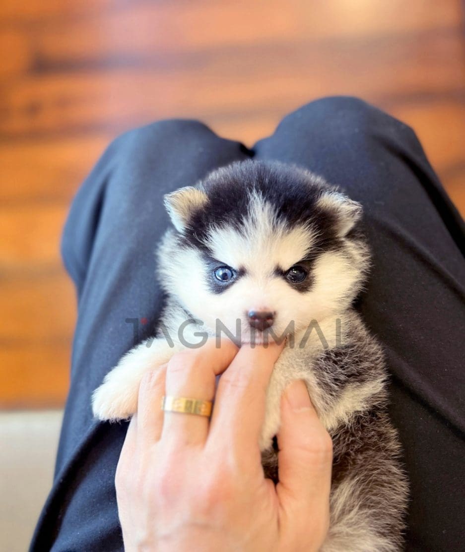 Pomsky puppy for sale, dog for sale at Tagnimal