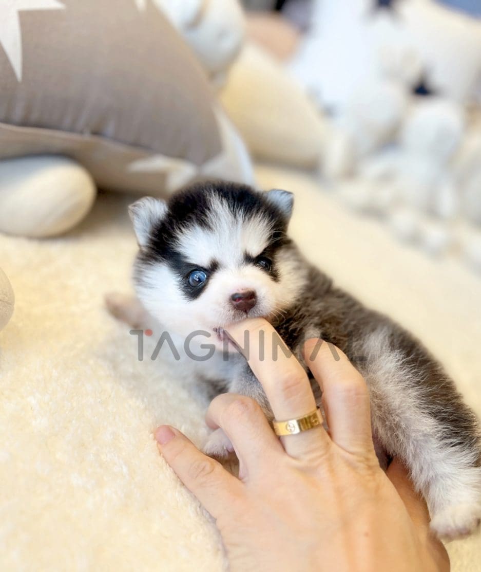 Pomsky puppy for sale, dog for sale at Tagnimal