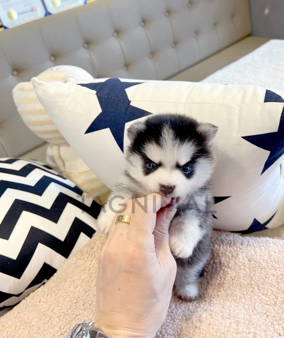 Pomsky puppy for sale, dog for sale at Tagnimal