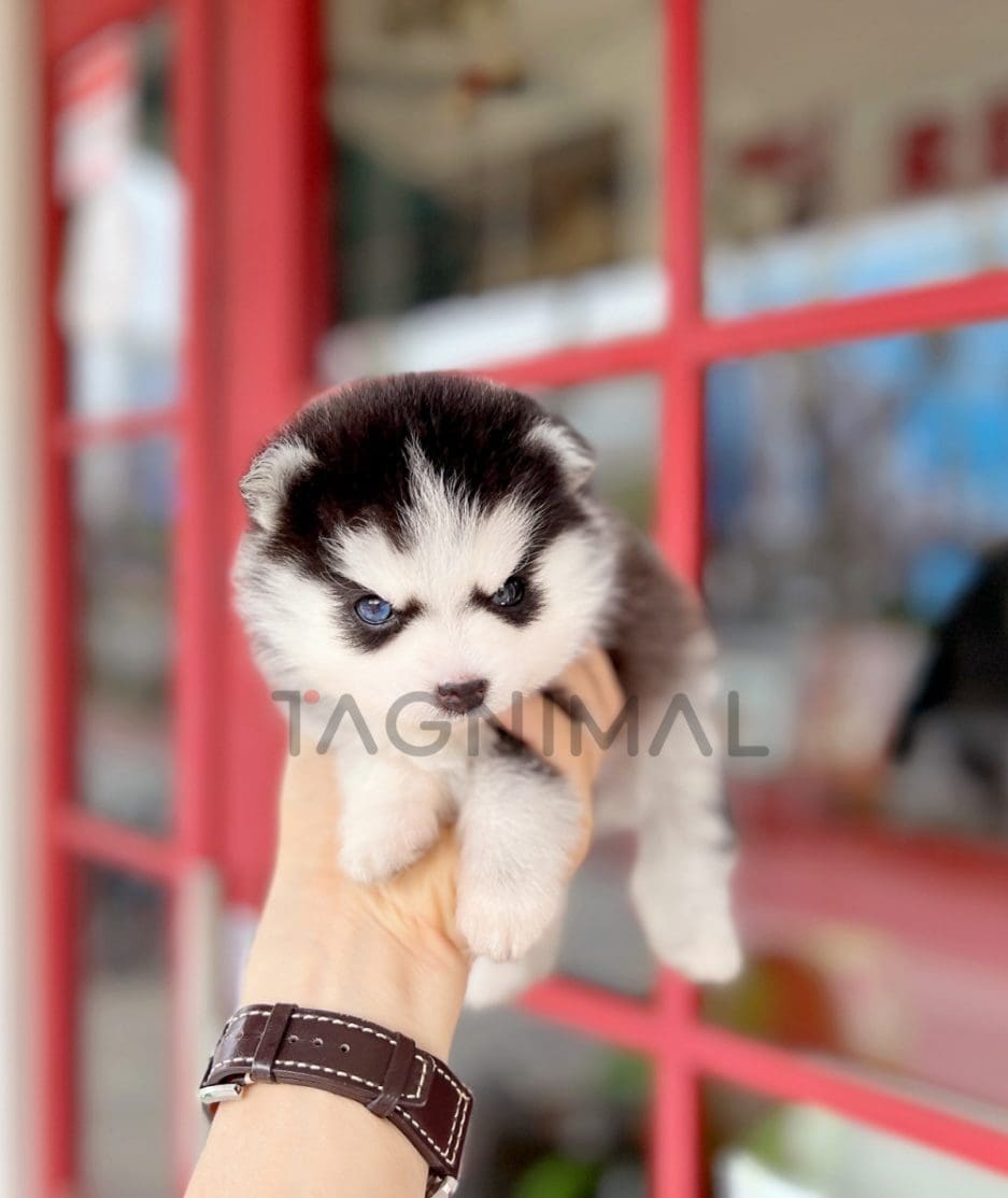 Pomsky puppy for sale, dog for sale at Tagnimal