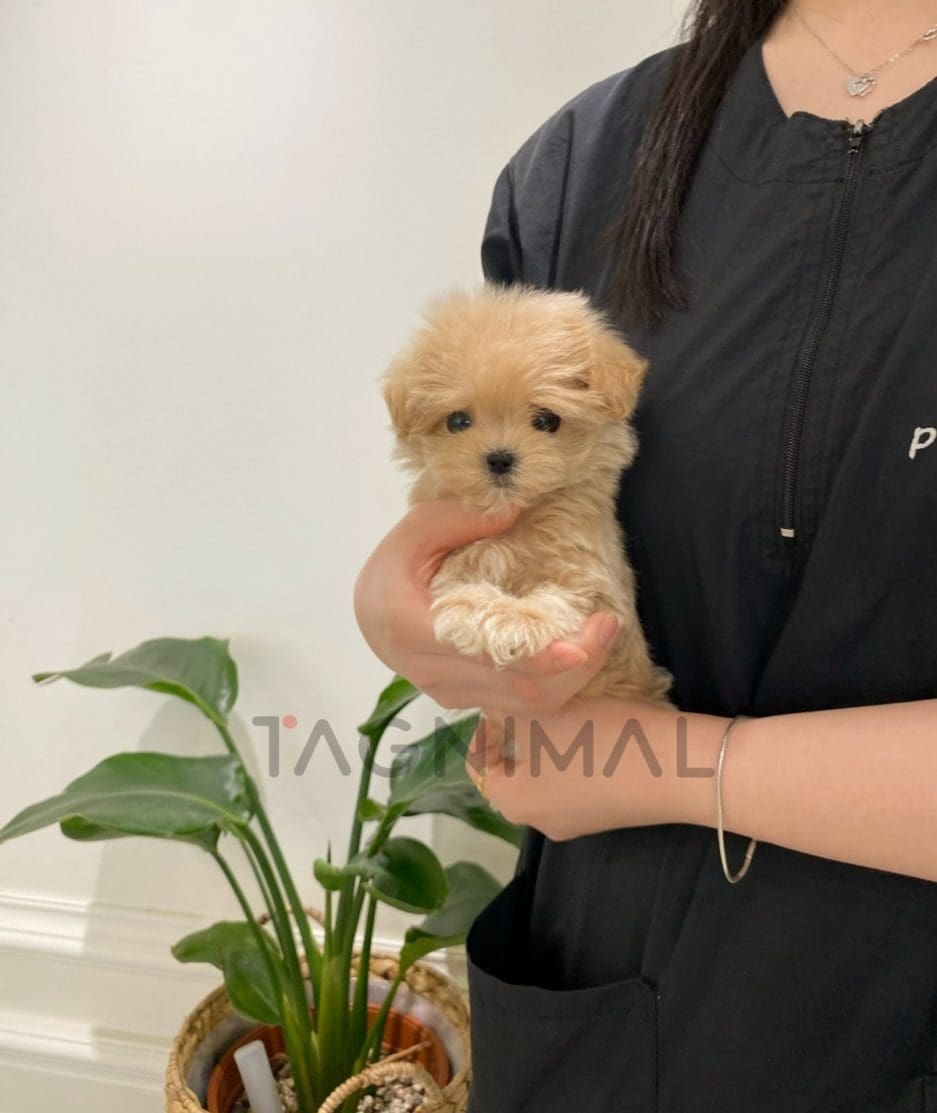 Maltipoo puppy for sale, dog for sale at Tagnimal