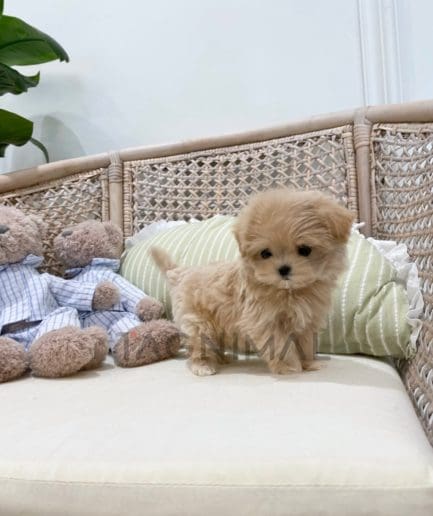 Maltipoo puppy for sale, dog for sale at Tagnimal