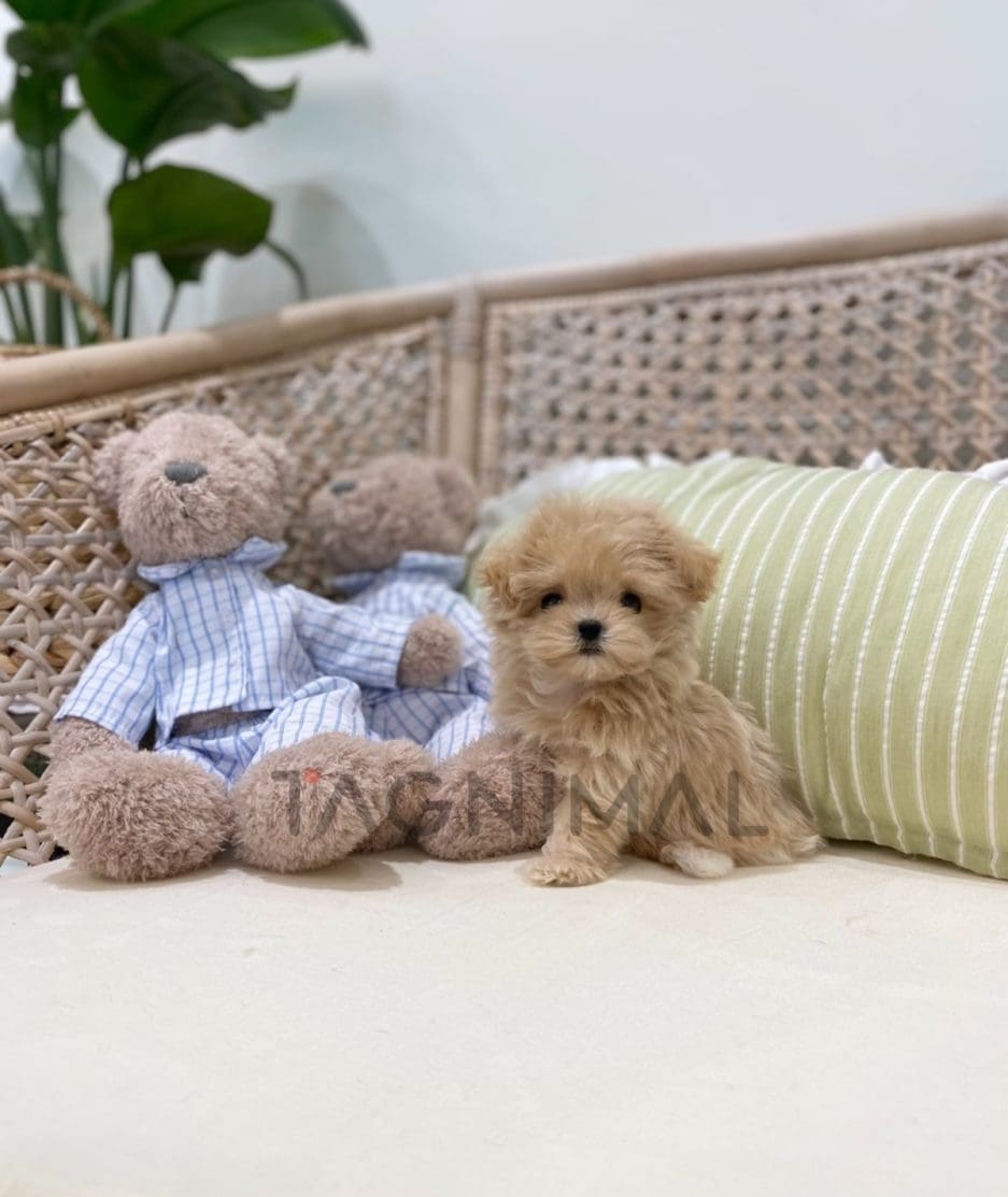 Maltipoo puppy for sale, dog for sale at Tagnimal