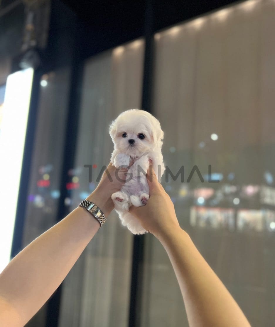 Maltese puppy for sale, dog for sale at Tagnimal