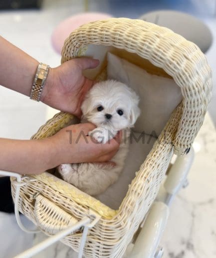 Maltese puppy for sale, dog for sale at Tagnimal