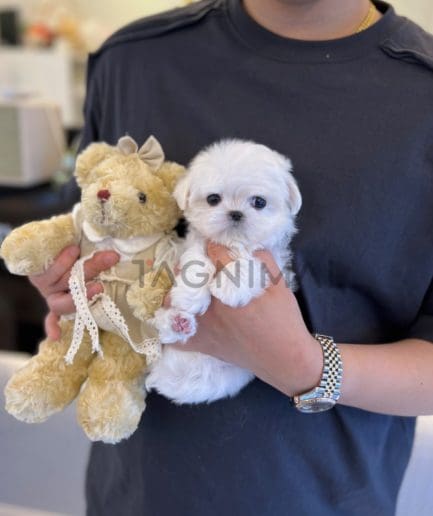 Maltese puppy for sale, dog for sale at Tagnimal