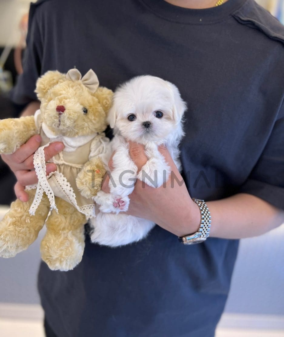 Maltese puppy for sale, dog for sale at Tagnimal