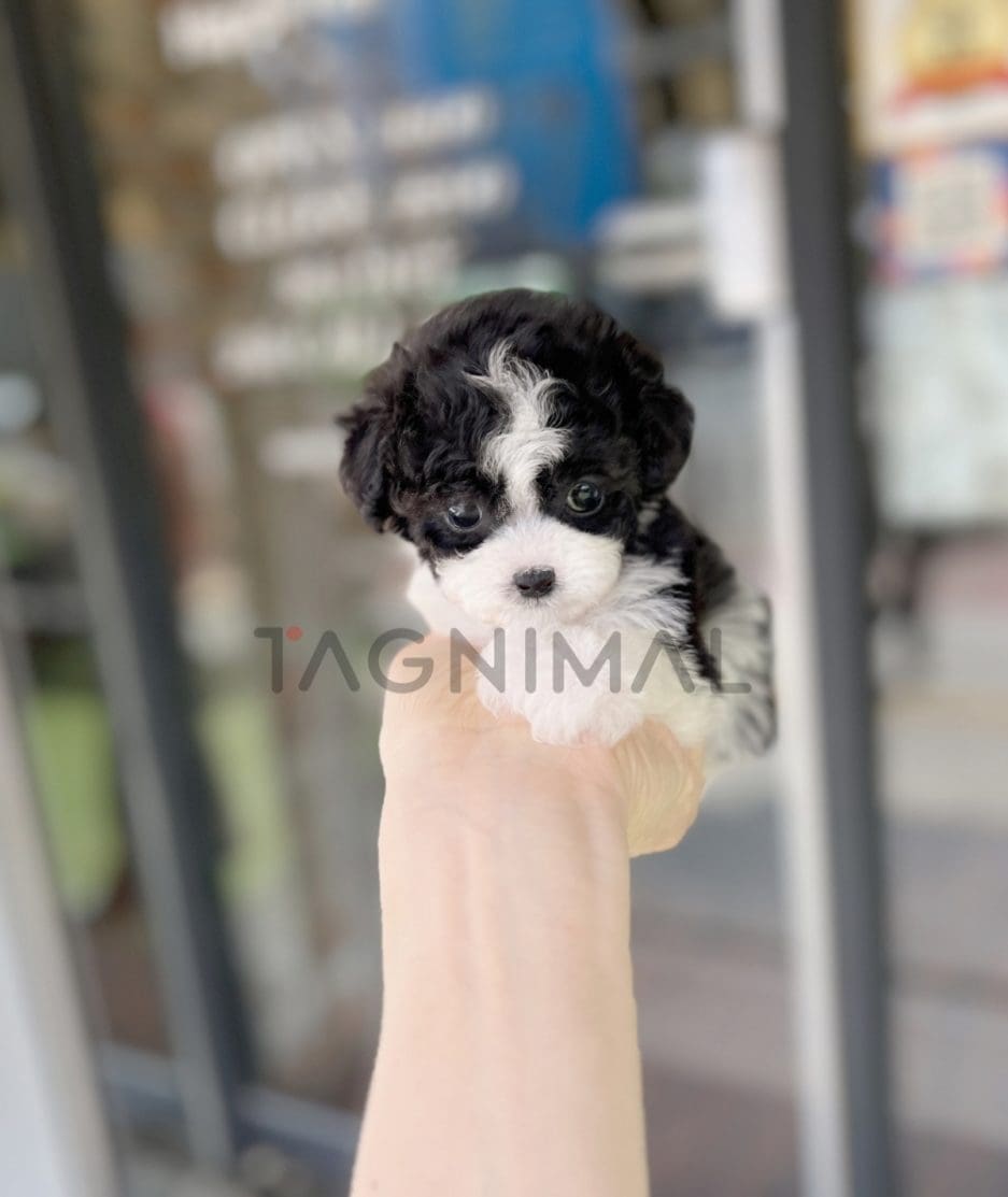 Poodle puppy for sale, dog for sale at Tagnimal