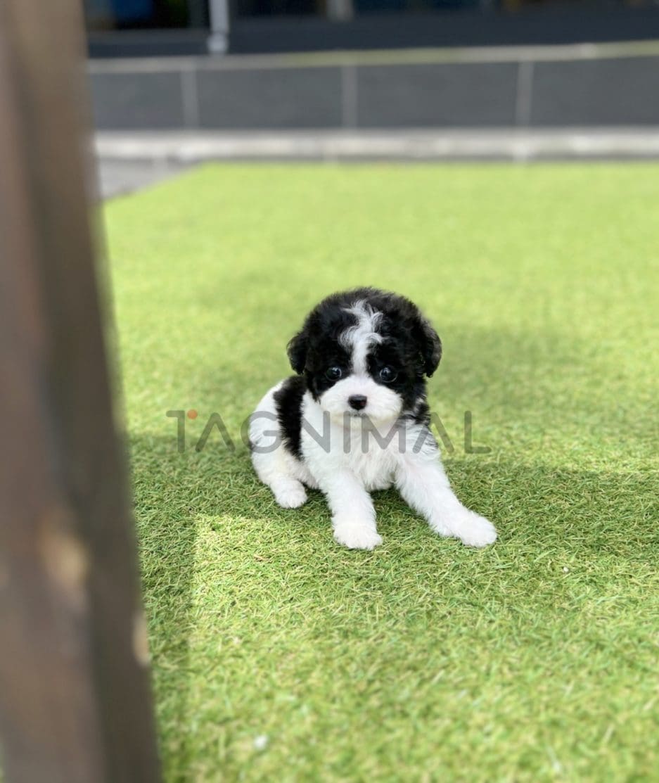 Poodle puppy for sale, dog for sale at Tagnimal