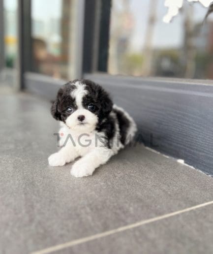 Poodle puppy for sale, dog for sale at Tagnimal