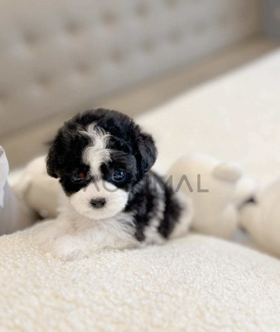 Poodle puppy for sale, dog for sale at Tagnimal