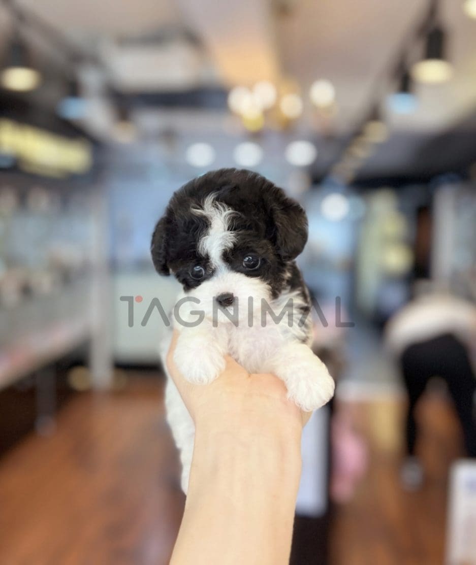 Poodle puppy for sale, dog for sale at Tagnimal