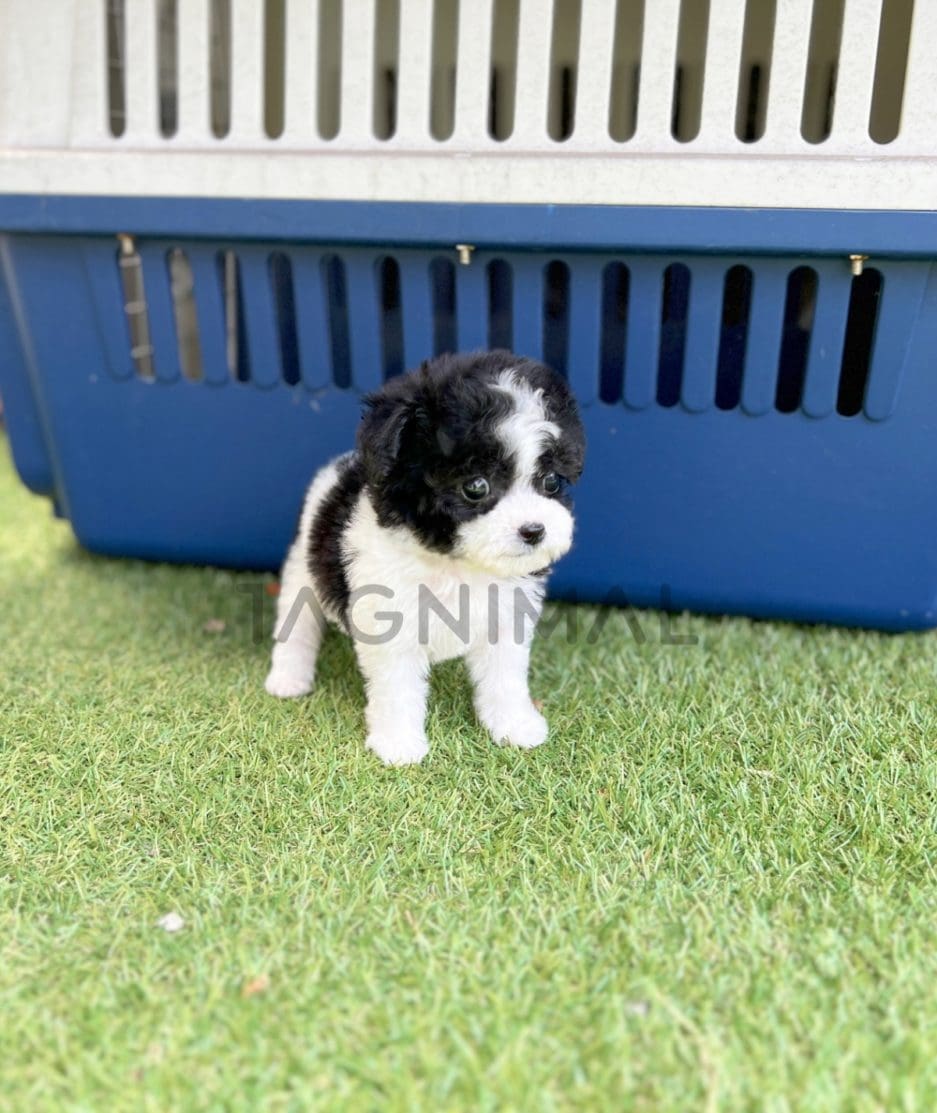 Poodle puppy for sale, dog for sale at Tagnimal