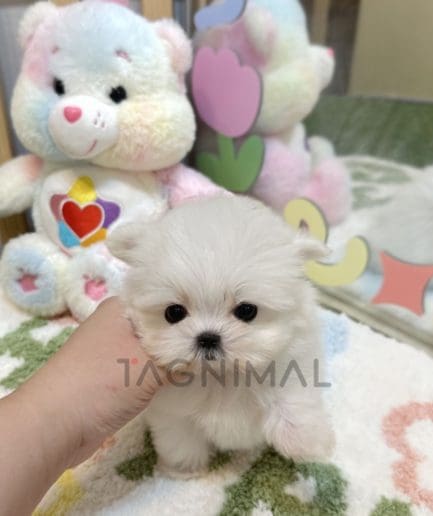 Maltese puppy for sale, dog for sale at Tagnimal